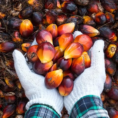 Maailman luonnonsäätiö (WWF) on luokitellut meidät ”suunnannäyttäjäksi” kestävän palmuöljyn käytössä.